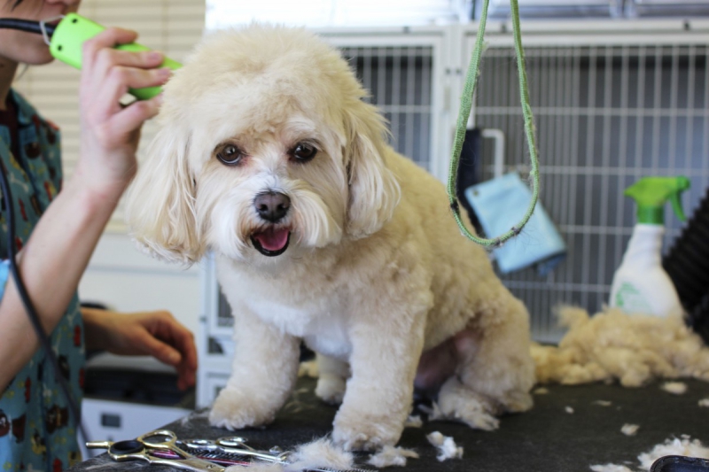 veterinaire-CAMPS LA SOURCE-min_white_dog_grooming_pet_pet_grooming_salon_groomer_fur-678977